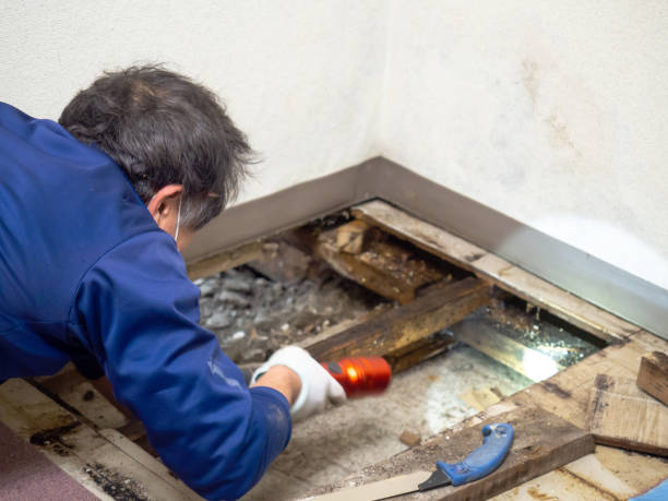 Office Mold Removal Services in Manchester, MO