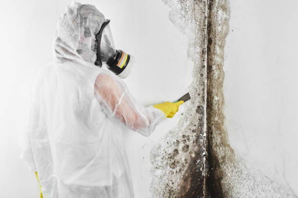 Best Mold Removal Specialists  in Manchester, MO