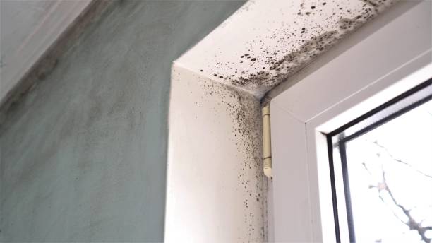 Best Attic Mold Removal  in Manchester, MO