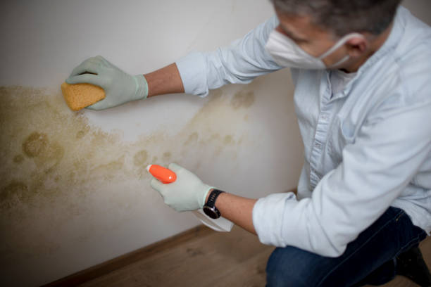 Best Home Mold Removal  in Manchester, MO