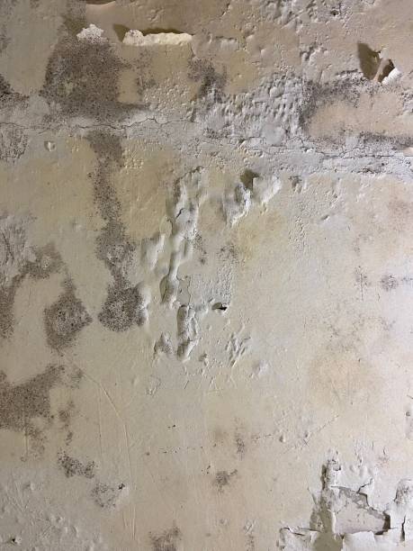 Home Mold Removal in Manchester, MO