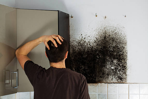 Best Commercial Mold Removal  in Manchester, MO