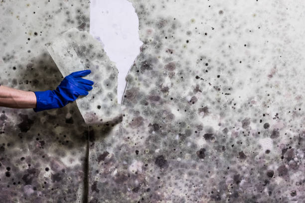 Best Office Mold Removal Services  in Manchester, MO