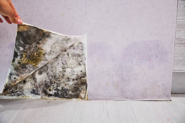 Mold Removal Process in Manchester, MO